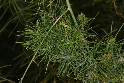 asparagus aphid