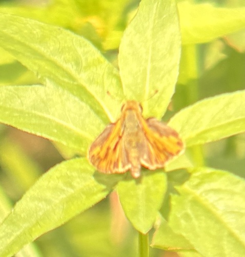 Fiery skipper