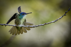 Saucerottia cyanocephala