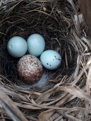 Shiny Cowbird photo 6