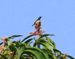 Cinnyris venustus