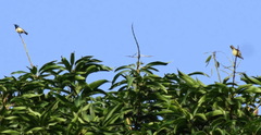 Cinnyris venustus