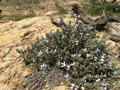 Barleria argentea
