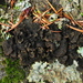 Sticta sylvatica - Photo (c) Andrew Simon, some rights reserved (CC BY-NC), uploaded by Andrew Simon