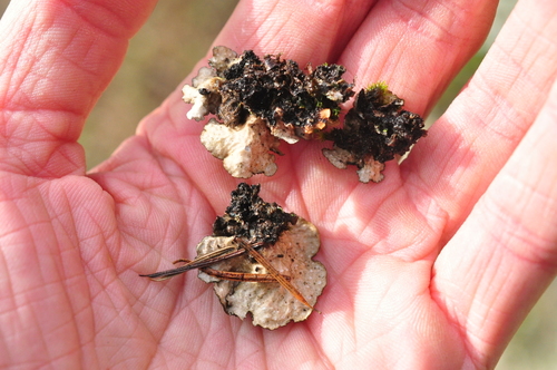 Sticta sylvatica