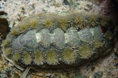 Acanthochitona zelandica