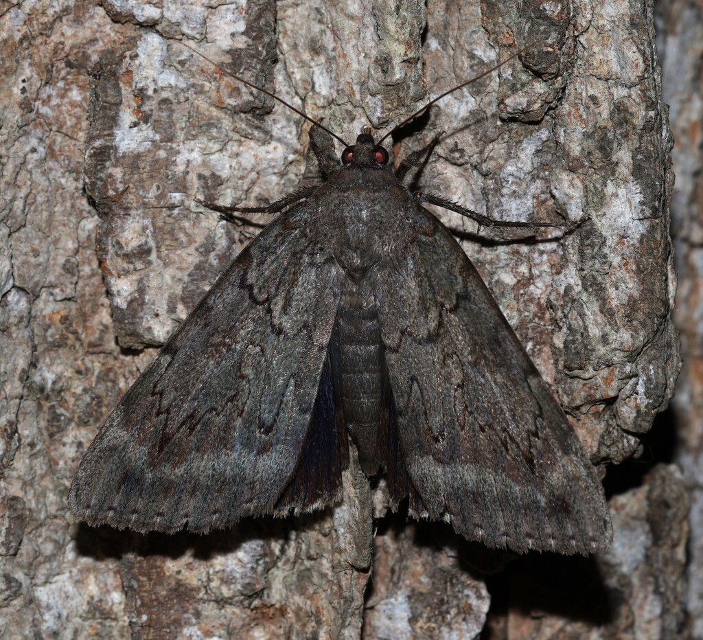 Underwing Moths from 8901 W 65th St, Indianapolis, IN 46278, USA on ...