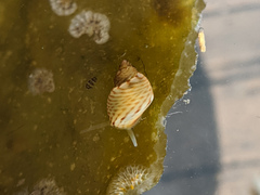 Phasianellidae