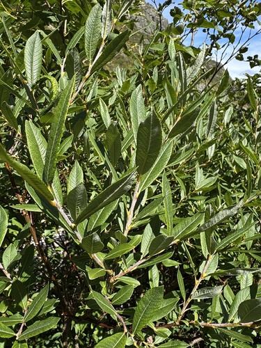 Salix X grayi