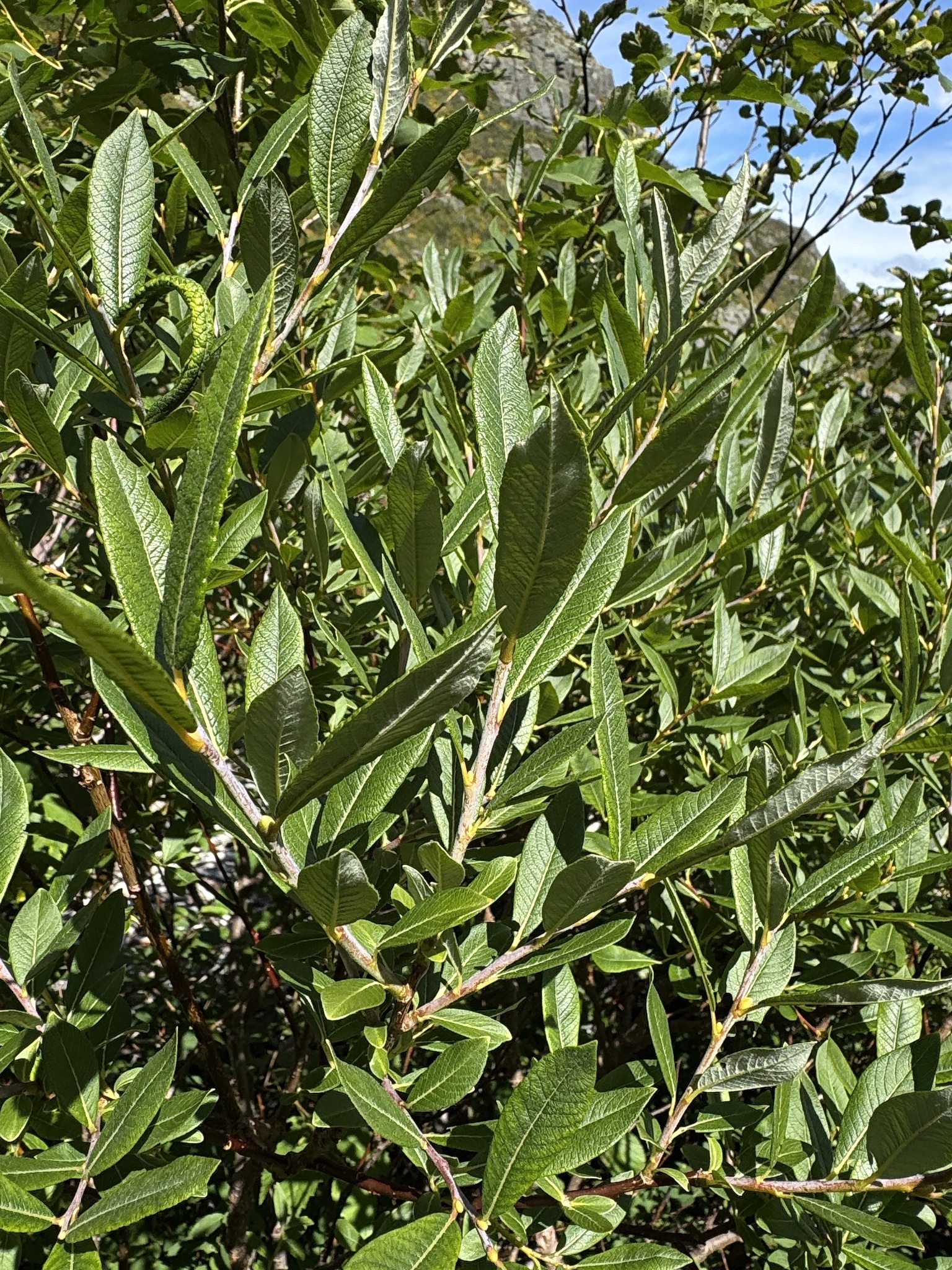 Salix X grayi