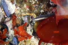 Acanthoclinus fuscus