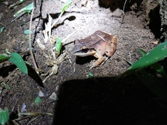 Leptodactylus mystaceus