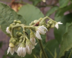 Enchenopa squamigera