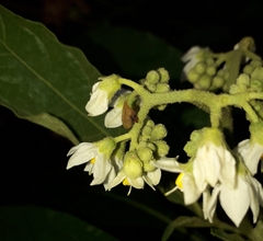 Enchenopa squamigera