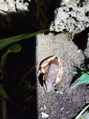 Leptodactylus mystaceus