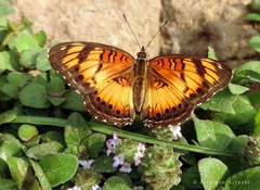 Junonia sophia sophia