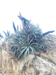 Puya meziana