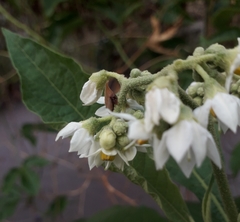 Enchenopa squamigera