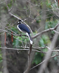 Cyanocorax mystacalis