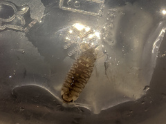 Cirolana harfordi