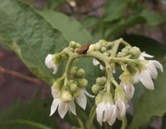 Enchenopa squamigera