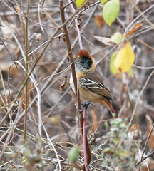Thamnophilus bernardi