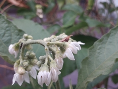 Enchenopa squamigera