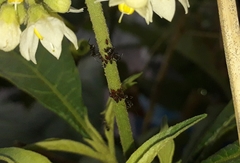 Enchenopa squamigera