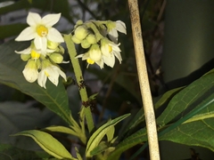 Enchenopa squamigera