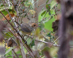 Euscarthmus fulviceps