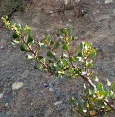 Muehlenbeckia fruticulosa
