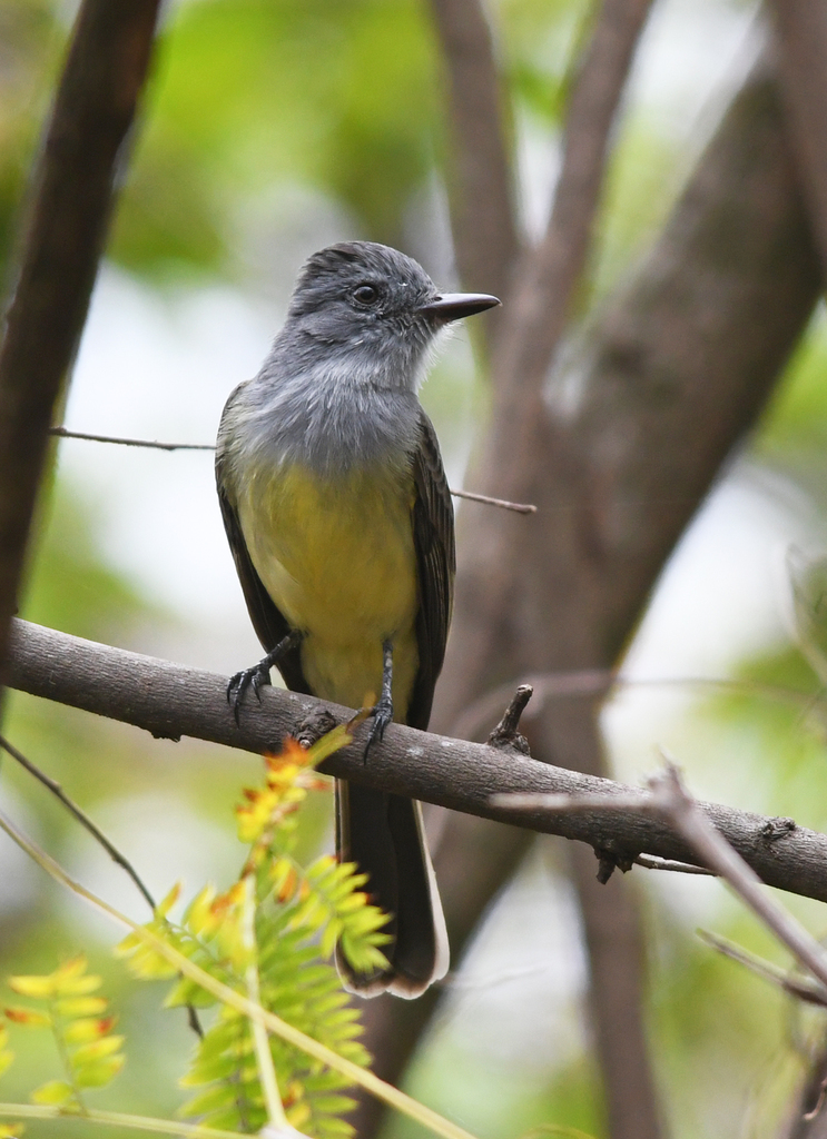Sooty Flycatcher photo