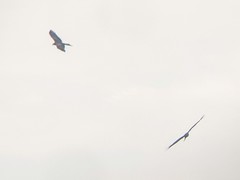 Milvus migrans