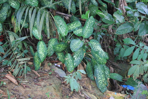 tuftroot