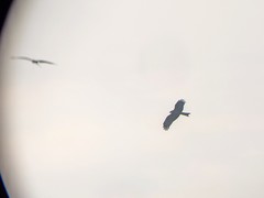 Milvus migrans