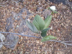 Ceanothus arboreus
