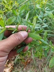 Hypericum swinkianum