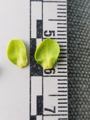 Hypericum swinkianum