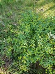 Hypericum swinkianum
