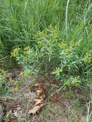 Hypericum swinkianum