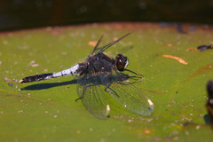 Leucorrhinia caudalis
