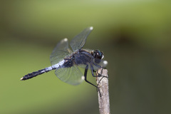 Leucorrhinia caudalis