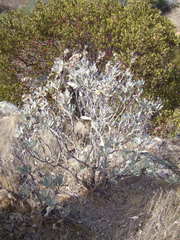 Hazardia detonsa