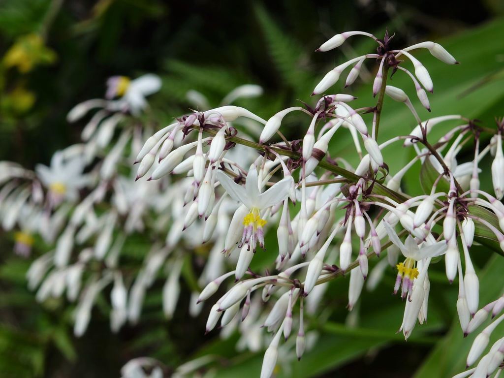 Arthropodium cirratum, Te Henga Walkway, Muriwai, New Zealand