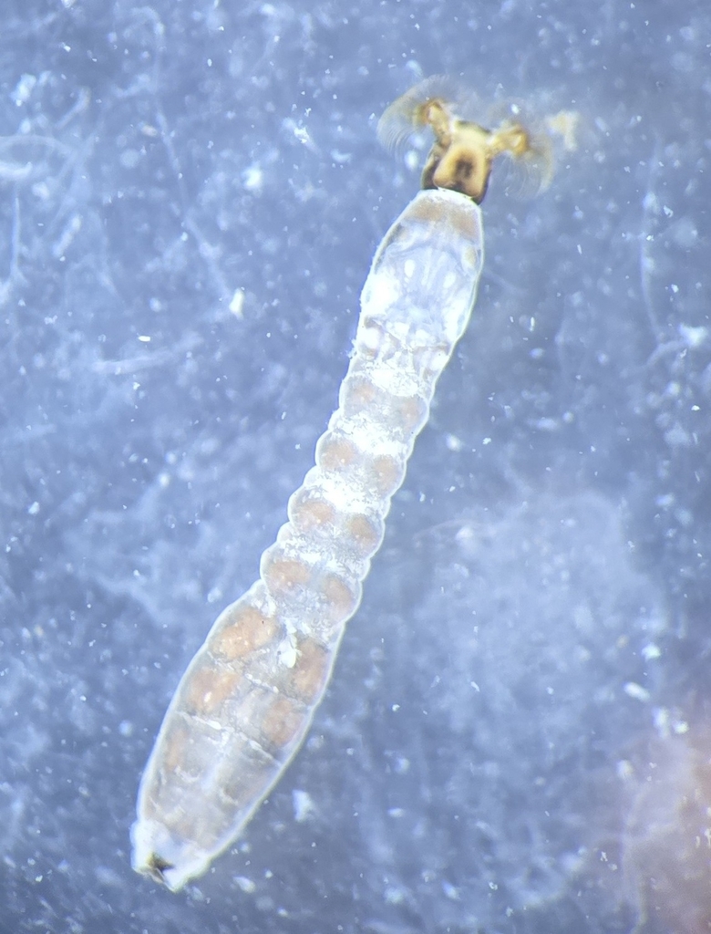Outflow Black Fly