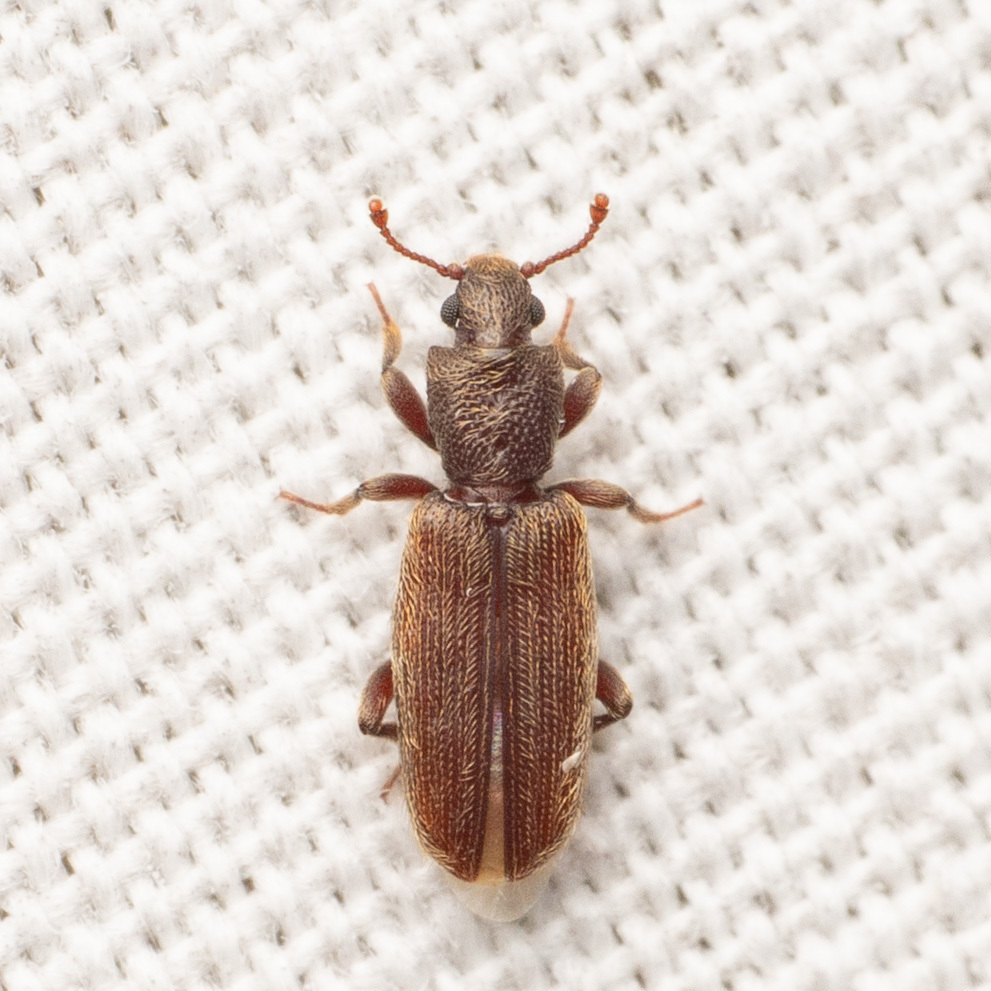 Bothrideres geminatus