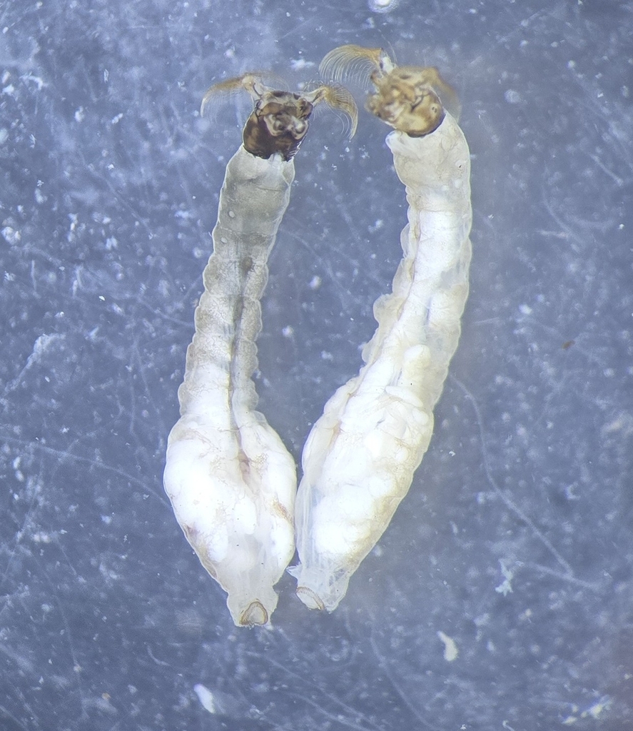 Simulium angustipes