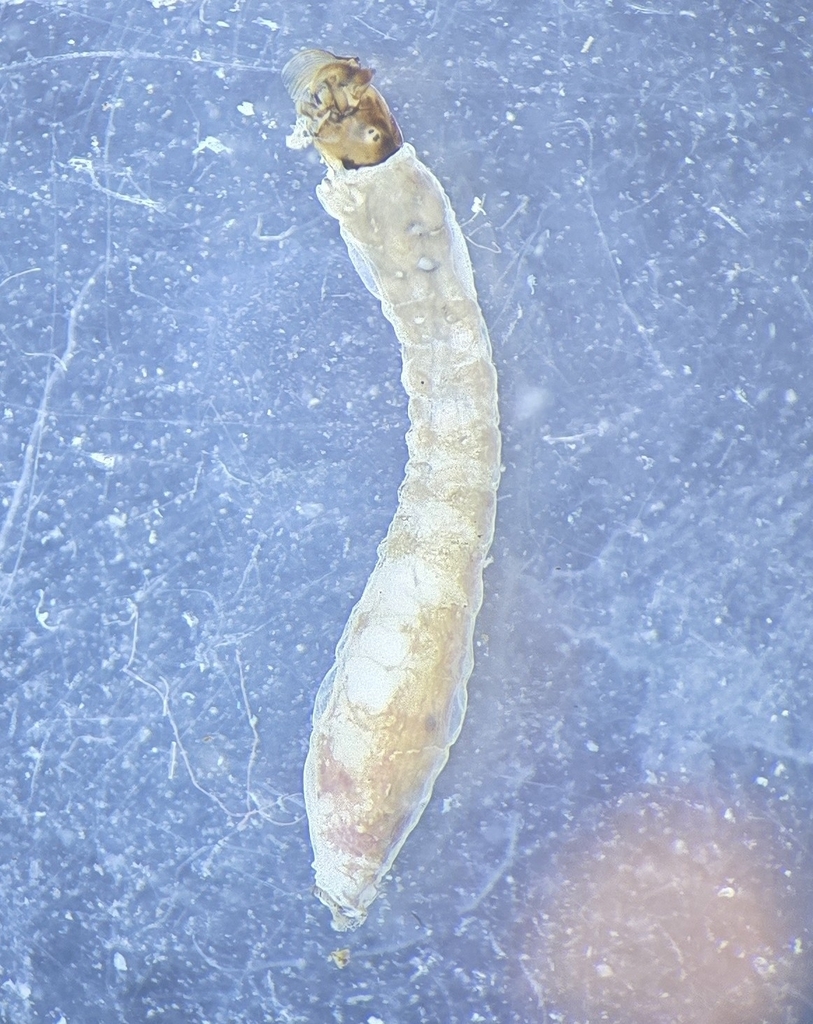 Simulium ornatum