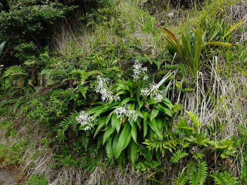 Arthropodium cirratum