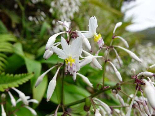 Arthropodium cirratum